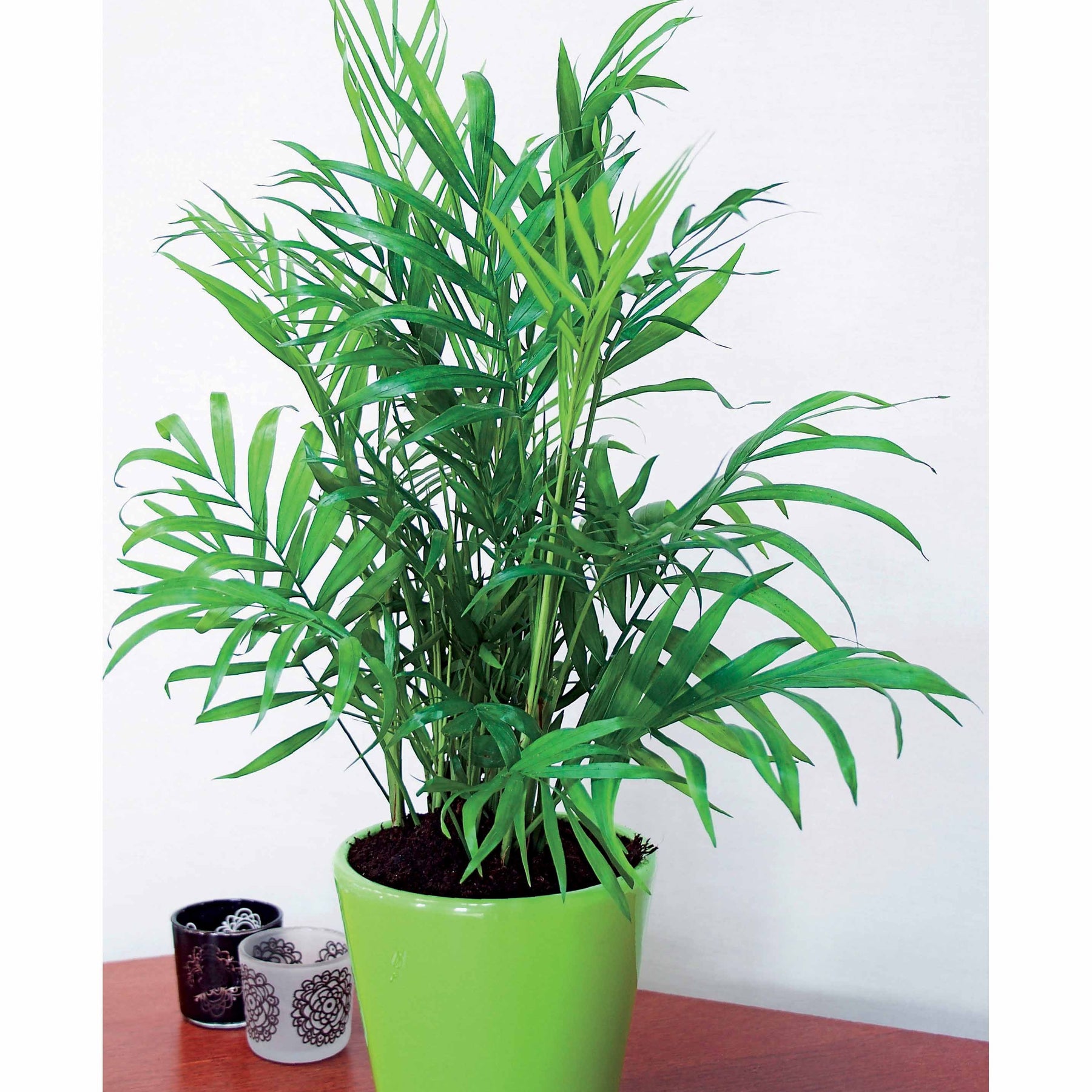 Areca, Palmier d'intérieur + cache pot blanc 22 cm. - Dypsis lutescens - Plantes