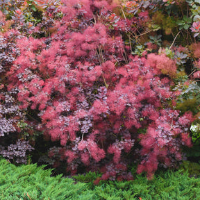 2 Arbres aux perruques pourpre Royal Purple - Willemse