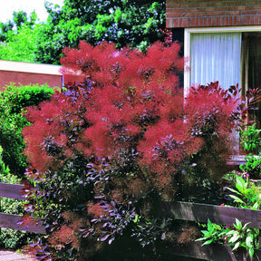 2 Arbres aux perruques pourpre Royal Purple - Cotinus coggygria royal purple - Willemse