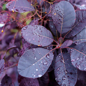 Cotinus coggygria royal purple - 2 Arbres aux perruques pourpre Royal Purple - Arbustes