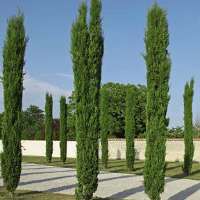 Cupressus sempervirens totem - 2 Cyprès Totem - Cyprès