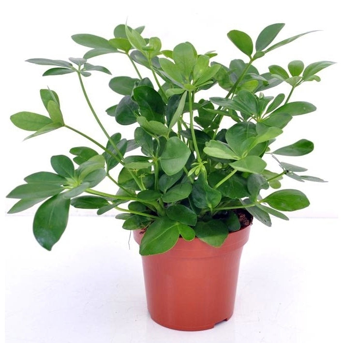 Schefflera + cache pot blanc 14 cm. - Schefflera arboricola - Plantes