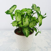 Syngonium Pixie et son cache-pot blanc ELHO - Willemse