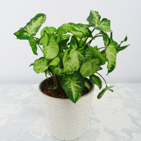 Syngonium Pixie et son cache-pot blanc ELHO - Willemse