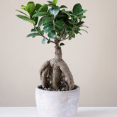 Ficus bonsai ginseng + cache pot blanc 14 cm.
