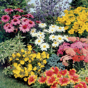 Collection de Massif 7 plantes fleuries - Willemse