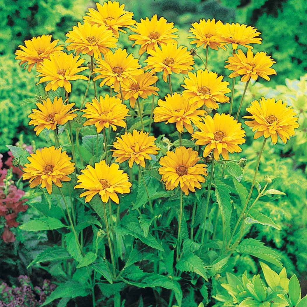 Collection de Massif 7 plantes fleuries - Gaillarde,echinacea,heliopsis,achillea,eryngium,oe - Willemse