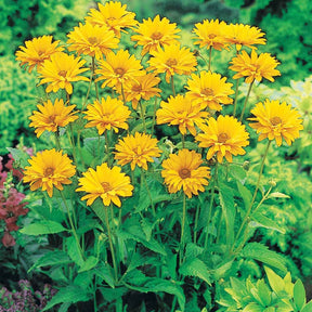 Collection de Massif 7 plantes fleuries - Gaillarde,echinacea,heliopsis,achillea,eryngium,oe - Willemse