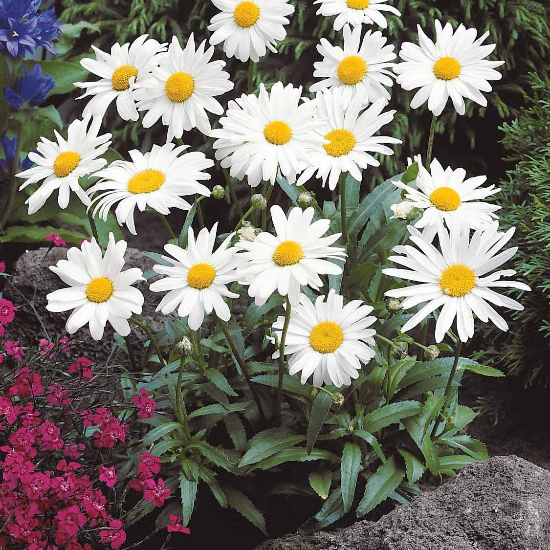 Gaillarde,echinacea,heliopsis,achillea,eryngium,oe - Collection de Massif 7 plantes fleuries - Collections de vivaces