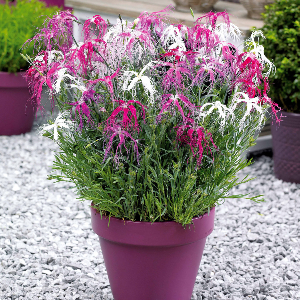 3 Oeillets Dancing Geisha - Willemse