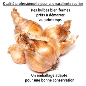 10 Narcisses Tête à Tête doubles - Narcissus tête à tête - Willemse