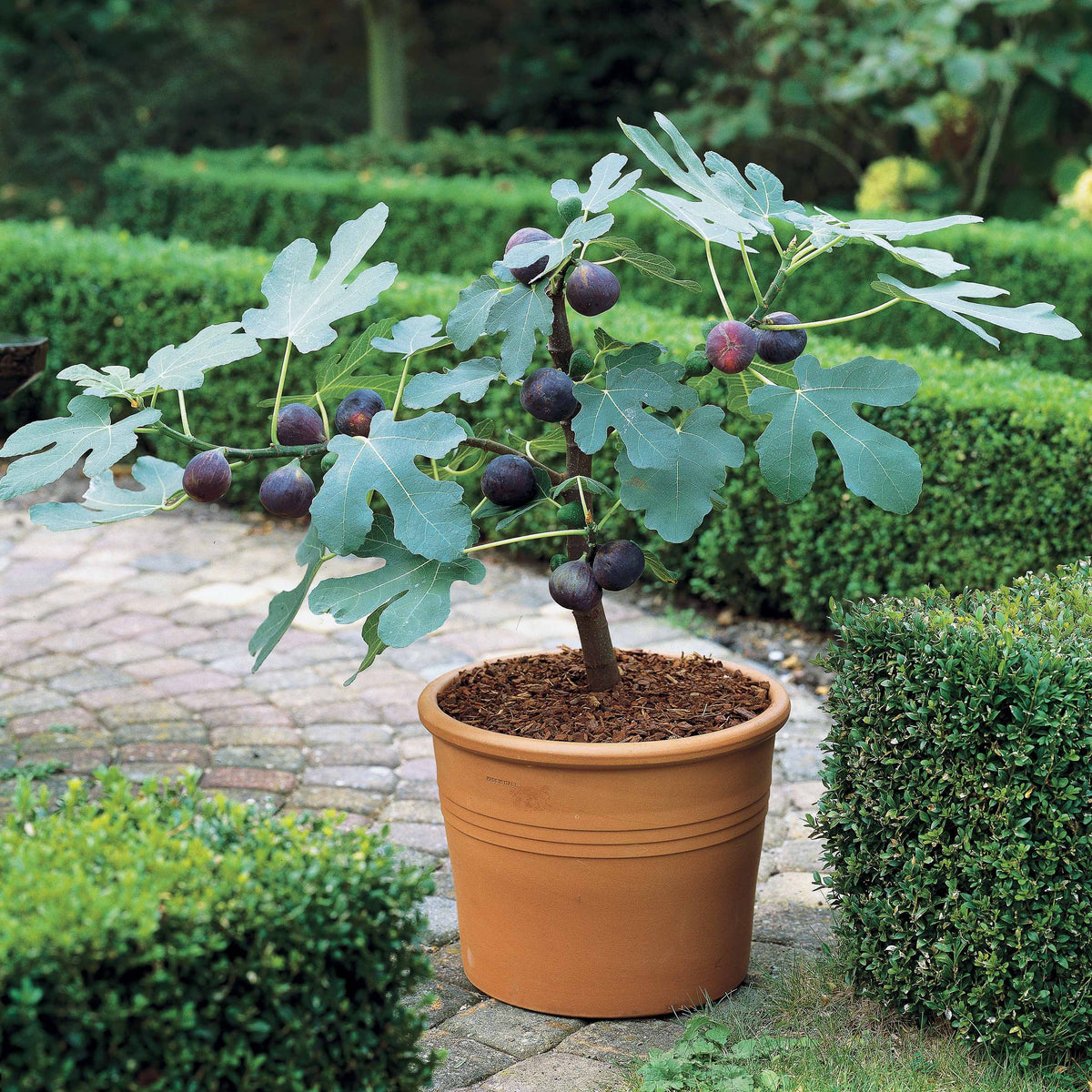 2 Figuiers bleus Brogiotto - Ficus carica brogiotto - Willemse