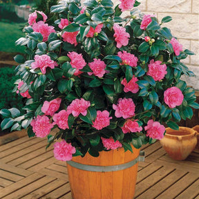 Camelia japonica - Pack 2 camélias du Japon à fleurs doubles roses - Arbustes