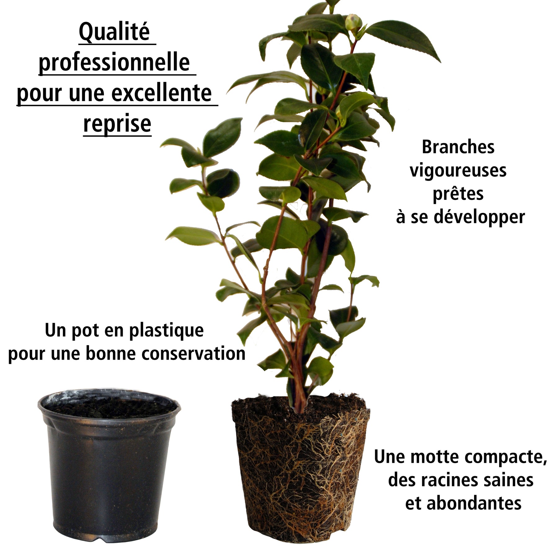 Vente Pack 2 camélias du Japon à fleurs doubles roses