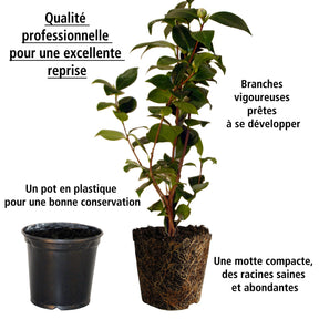 Vente Pack 2 camélias du Japon à fleurs doubles roses