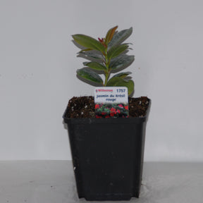 Dipladenia - Pack 2 jasmins du Brésil rose Dipladenia - Dipladenia