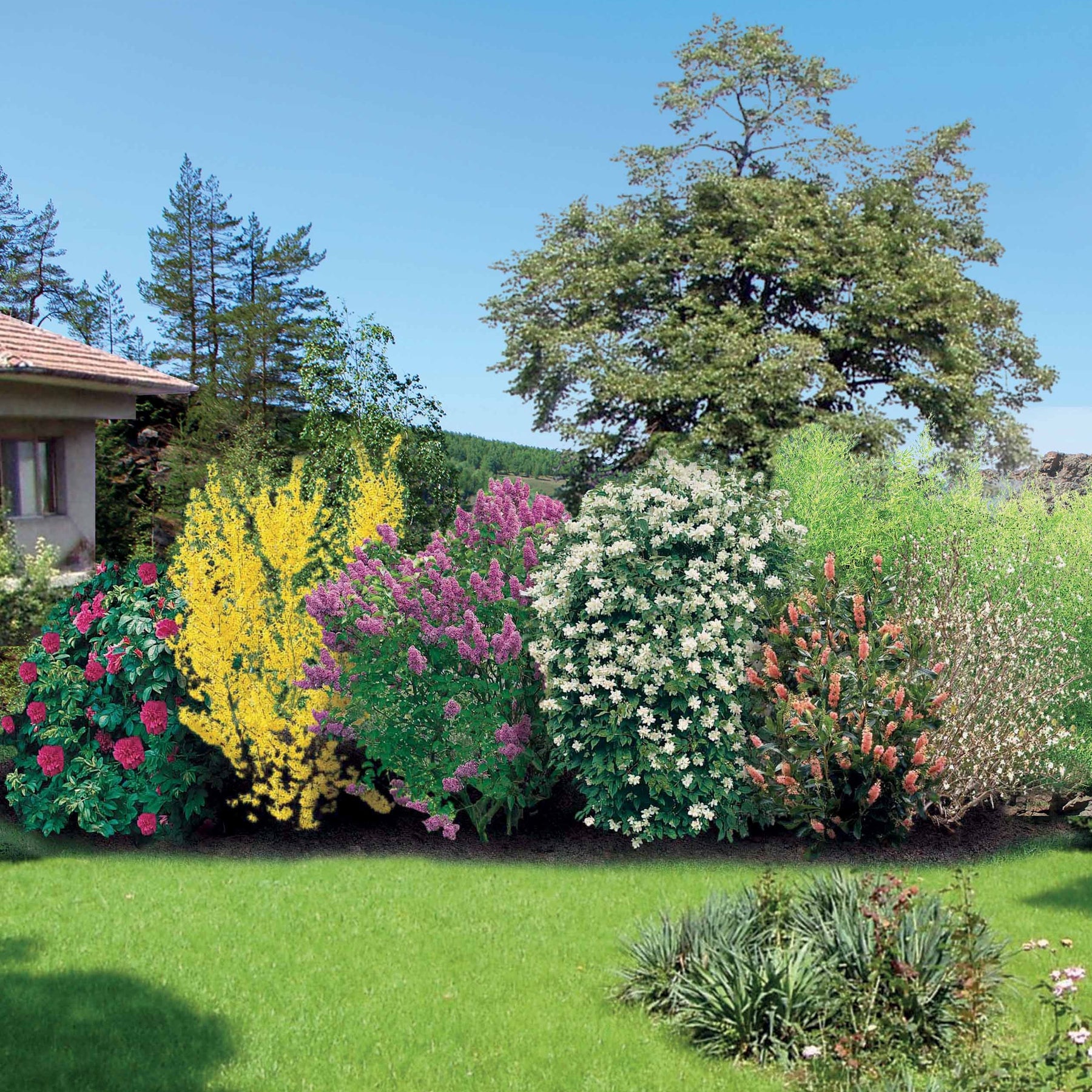 Collection Haie fleurie et parfumée 12 arbustes - Haie de 10 m long - Willemse