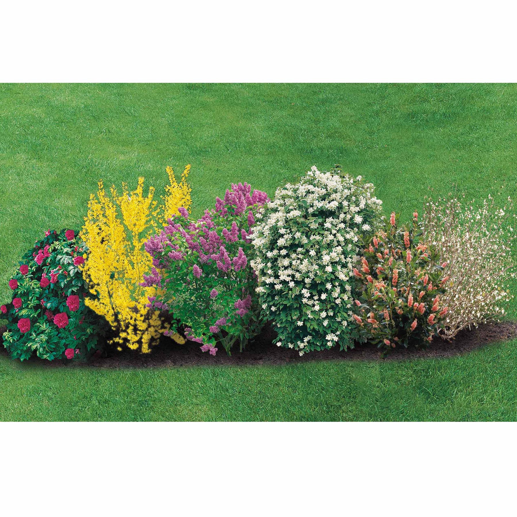 Collection Haie fleurie et parfumée 12 arbustes - Haie de 10 m long - Syringa vulgaris, forsythia, diervilla, rosa,.. - Willemse
