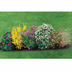 Collection Haie fleurie et parfumée 12 arbustes - Haie de 10 m long - Syringa vulgaris, forsythia, diervilla, rosa,.. - Willemse