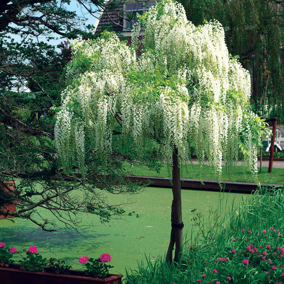 Glycine soyeuse blanche main image 1