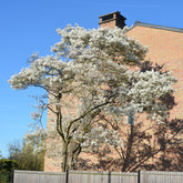 Amélanchier du Canada - Willemse