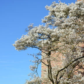 Amélanchier du Canada - Amélanchier - Willemse