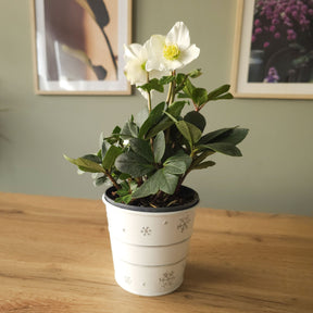 Helleborus niger Christmas Carol - Héllébore de Noel et son pot de Noël - Plantes fleuries
