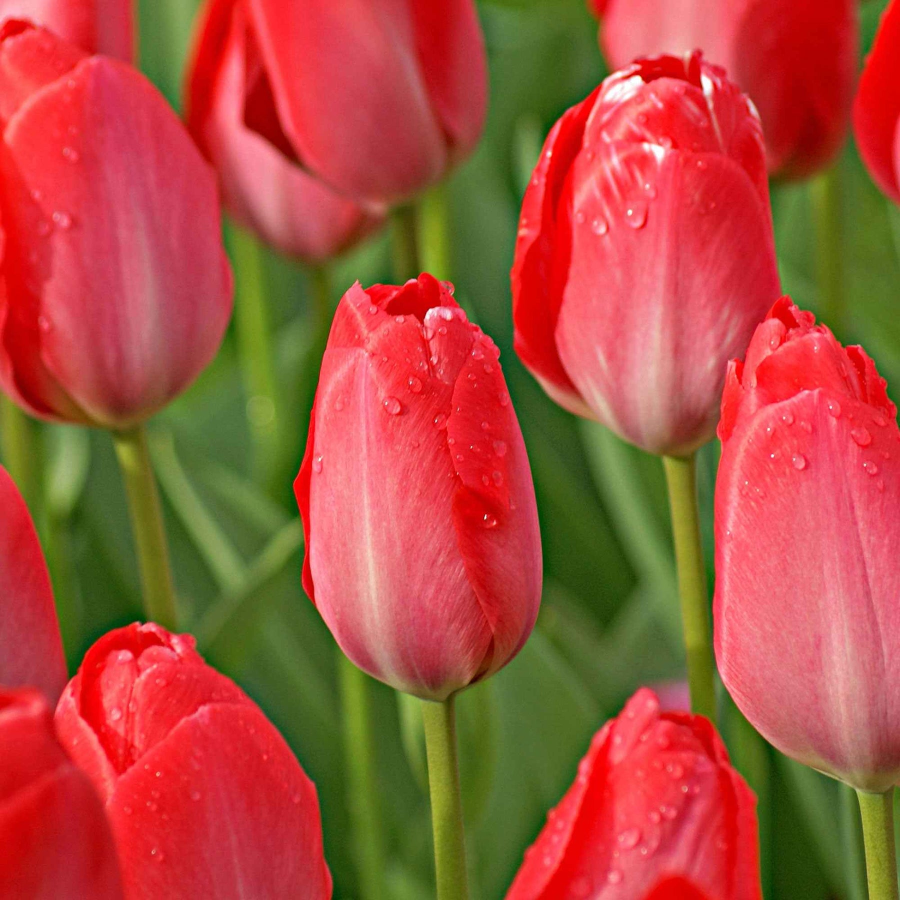 Tulipa Van Eijk, Narcissus Bridal Crown - Tulipe Van Eijk & Narcisse Bridal Crown - 