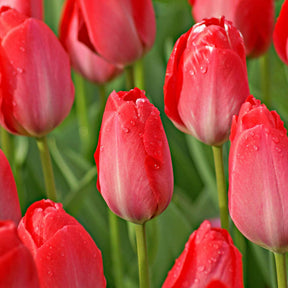 Tulipa Van Eijk, Narcissus Bridal Crown - Tulipe Van Eijk & Narcisse Bridal Crown - 