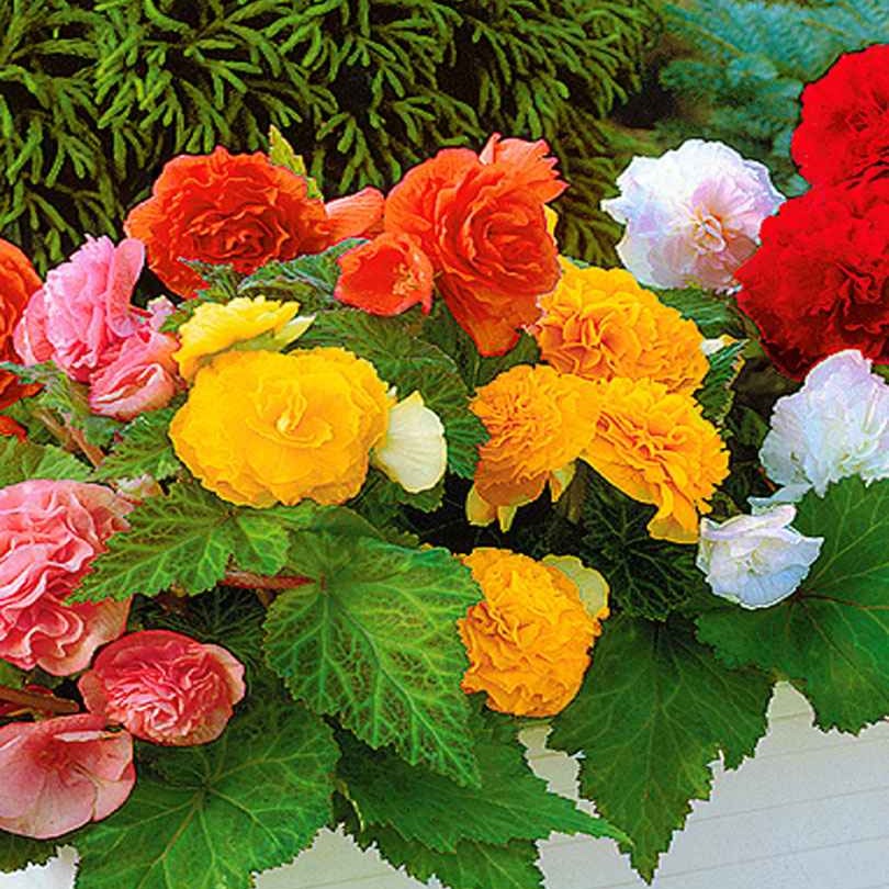 Vente 6 Bégonias multiflora Non Stop en mélange - Begonia multiflora non stop