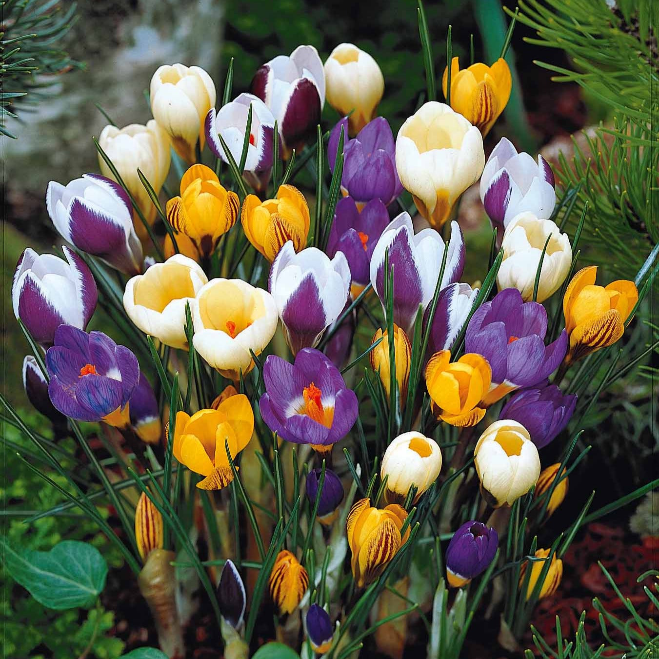 50 Crocus botaniques en mélange - Willemse
