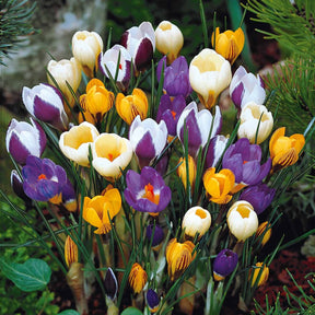 50 Crocus botaniques en mélange - Willemse