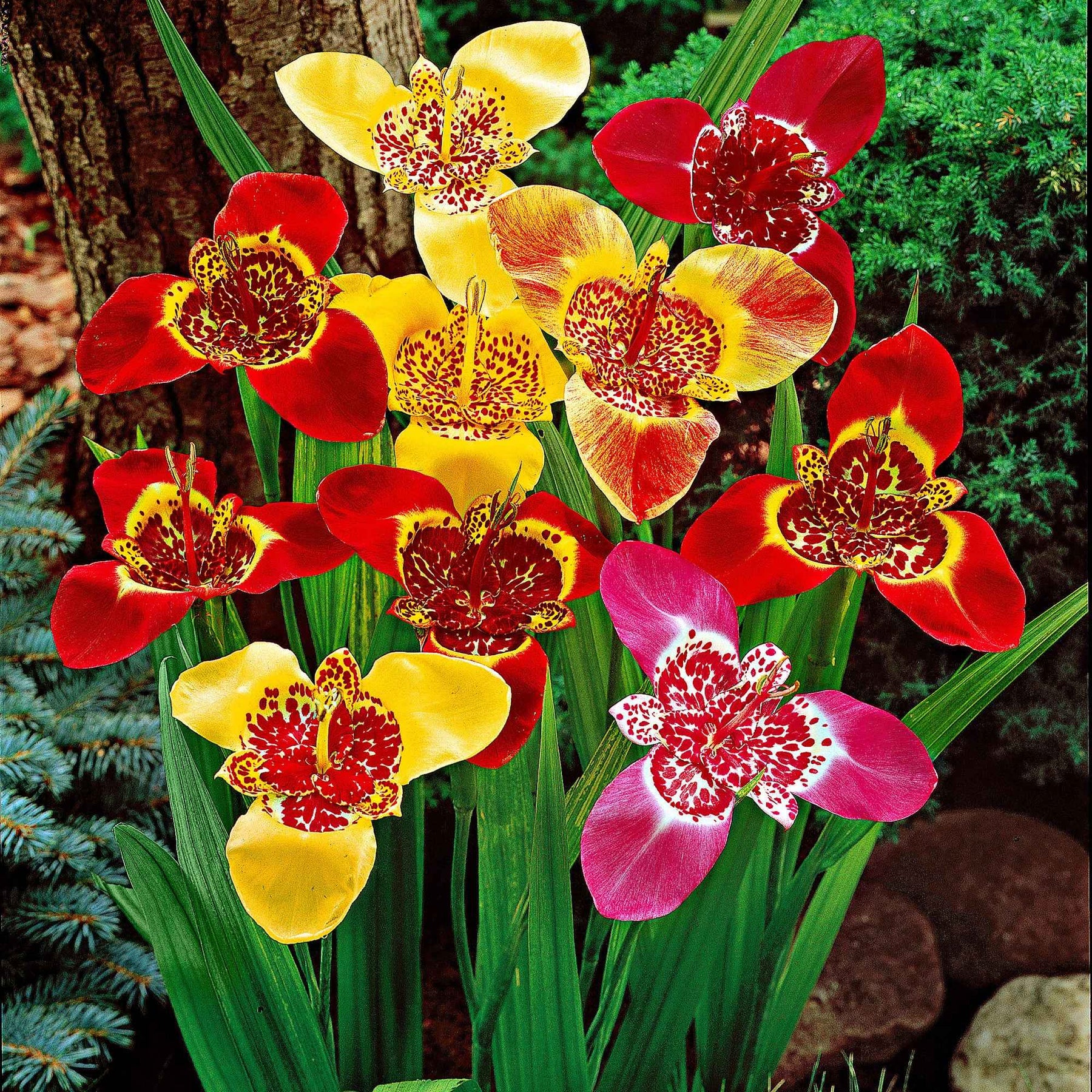 Tigridia pavonia - Oeils de paon en mélange - Bulbes à floraison estivale