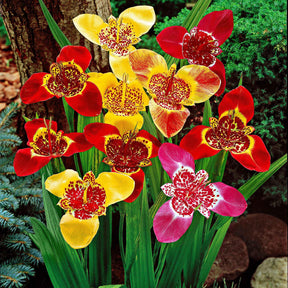 Tigridia pavonia - Oeils de paon en mélange - Bulbes à floraison estivale
