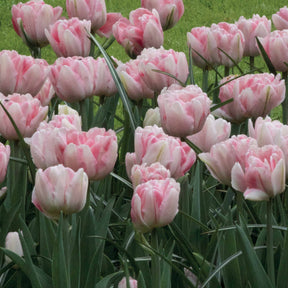 10 Tulipes à fleur de pivoine Foxtrot - Tulipa foxtrot
