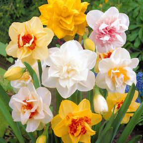 Narcisses à fleurs doubles en mélange - Narcissus - Plantes