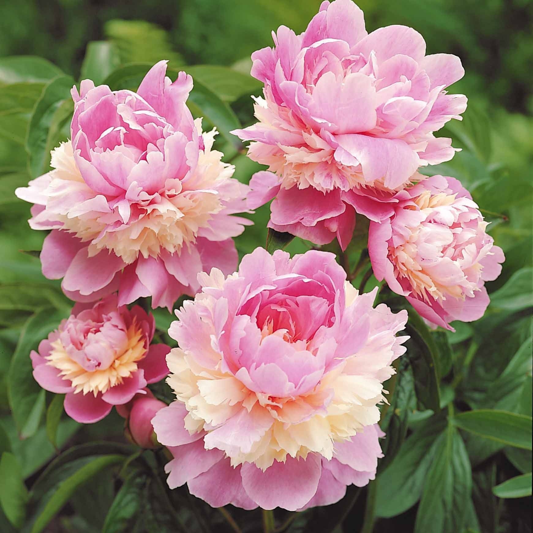 Mélange de 3 pivoines : Immaculée, Sorbet, Red Charm - Paeonia lactiflora x Sorbet, Immaculée, Red Charm