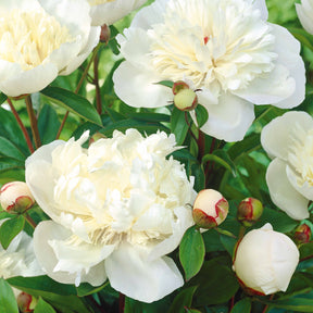 Mélange de 3 pivoines : Immaculée, Sorbet, Red Charm - Paeonia lactiflora x Sorbet, Immaculée, Red Charm