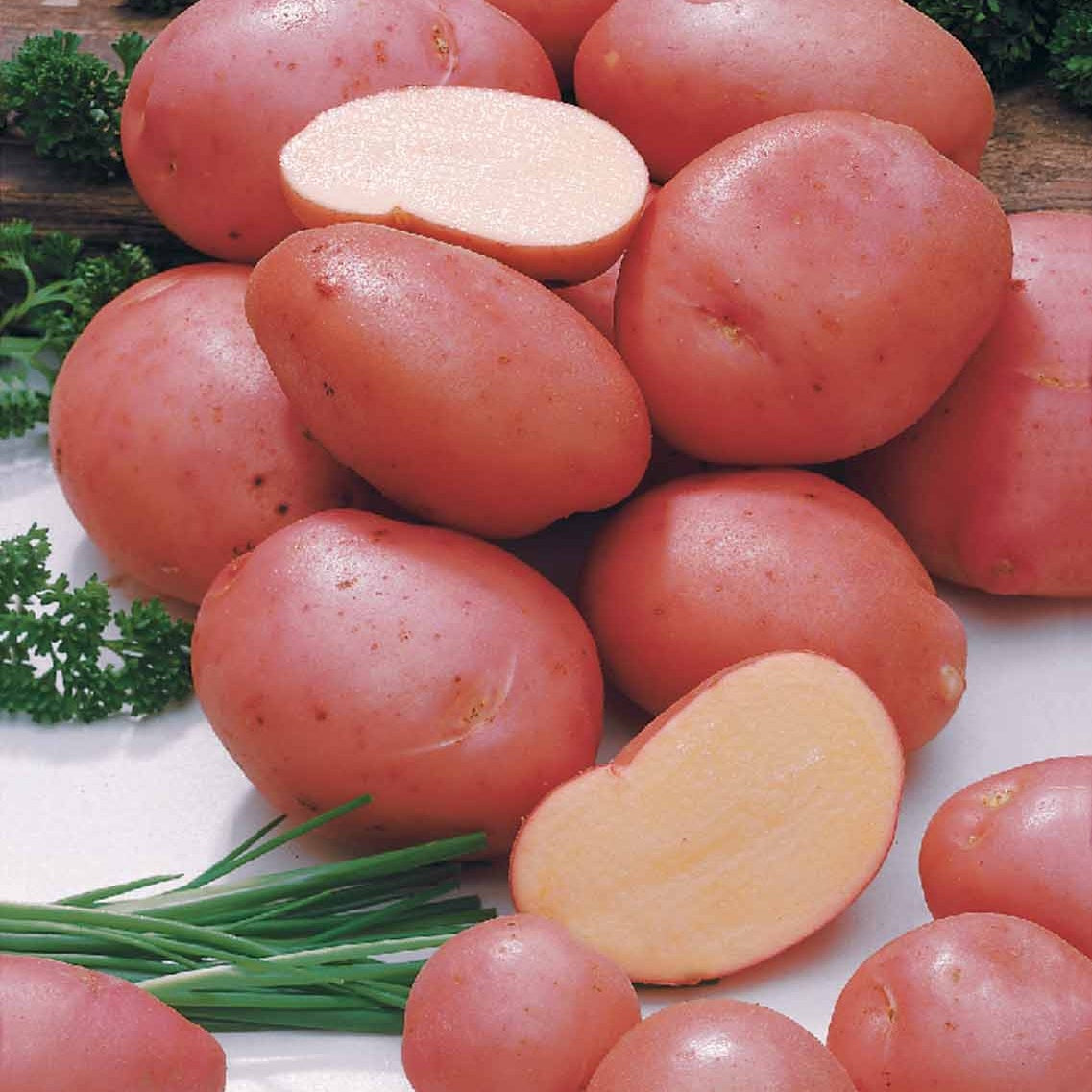 Pomme de terre Désirée - Solanum tuberosum désirée - Potager