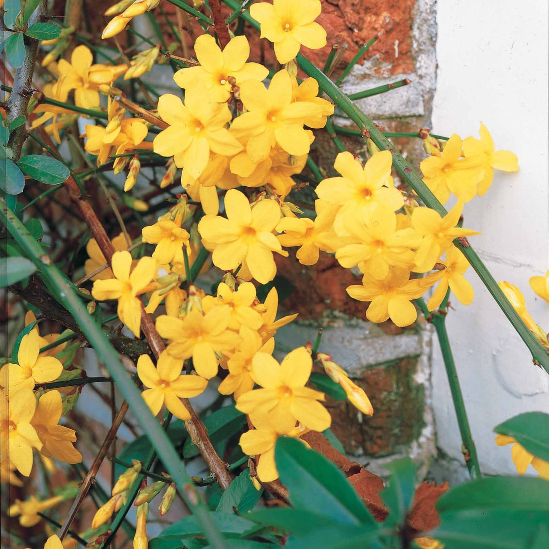 Jasminum officinale 'Fiona Sunrise' main image 1