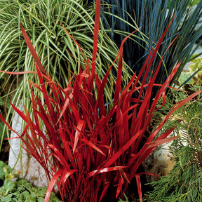 2 Imperatas Red Baron - Imperata cylindrica red baron - Plantes vivaces