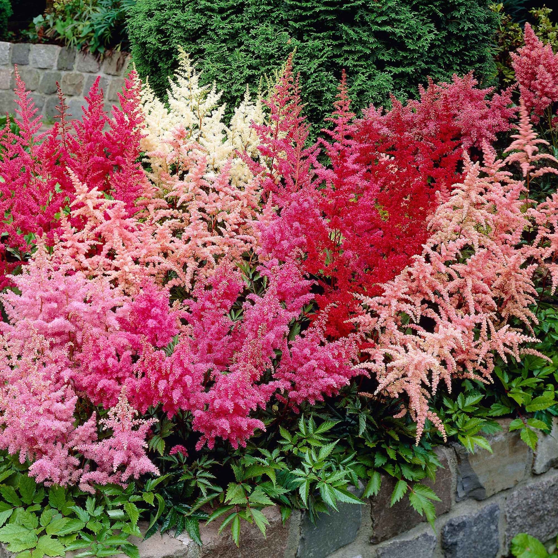 4 Astilbes en mélange - Willemse