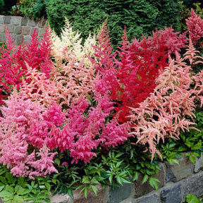 4 Astilbes en mélange - Willemse
