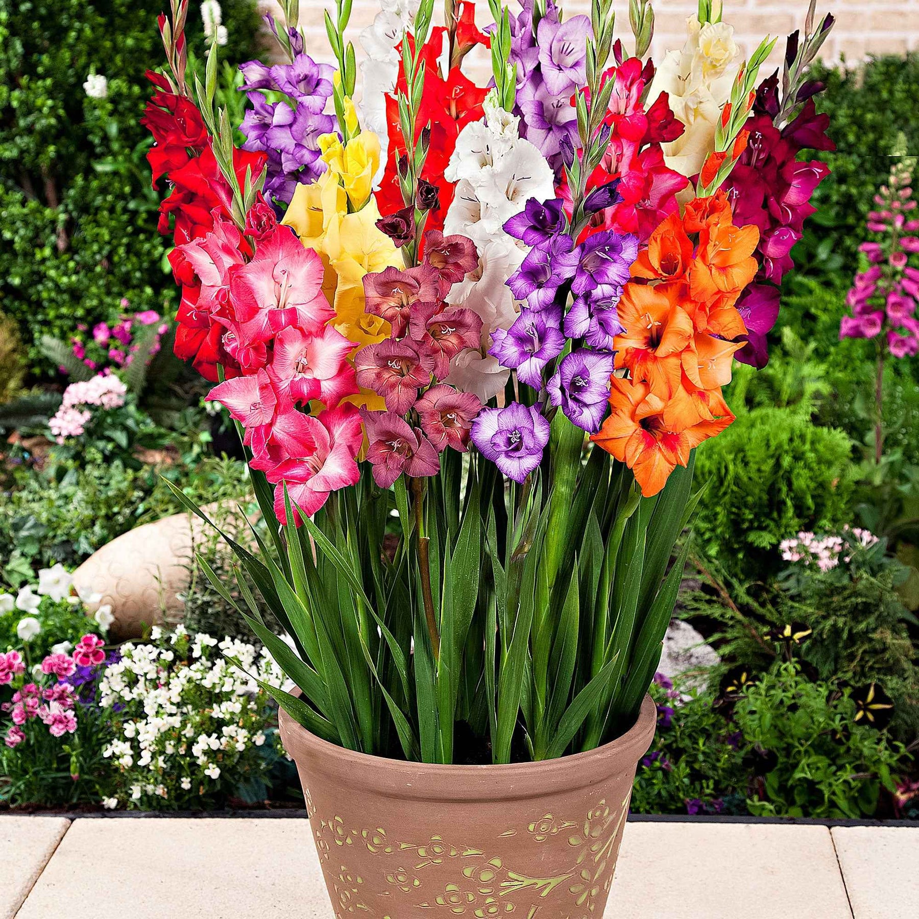 5 Bulbes De Glaïeul Nain (Nanus) - Mélange De Couleurs Variées, Hauteur 40-60 Cm, Floraison été - Idéal Bordures Et Rocailles - 2