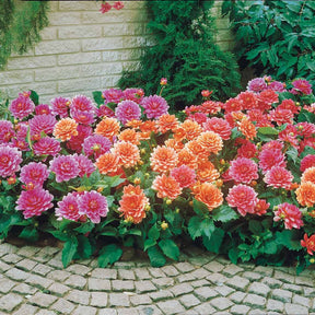 Dahlia berliner kleene, bluesette, margareth kleen - Dahlias nains en mélange - Dahlia