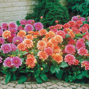 Dahlias nains en mélange - Dahlia berliner kleene, bluesette, margareth kleen - Willemse