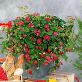 3 Fraisiers remontants à fleurs roses Toscana - Willemse