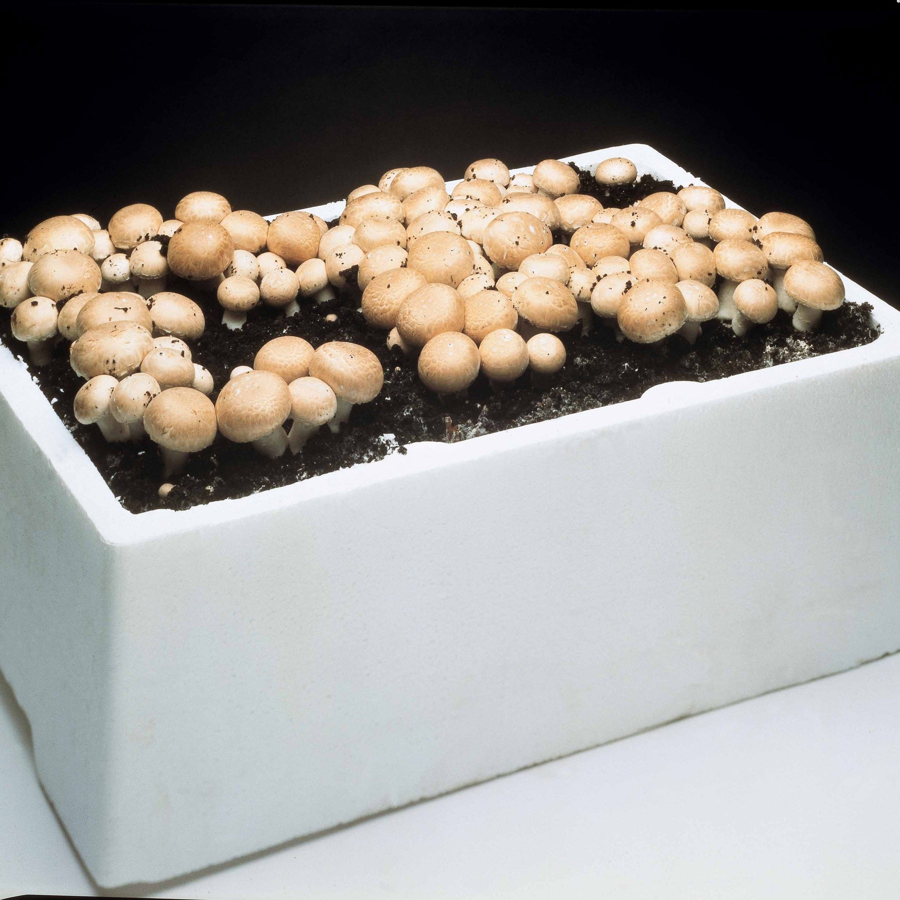 Kit Champignons De Paris Gris à Cultiver Chez Soi - 3L De Mycélium - 1ère Récolte En 2 Semaines - Serre Incluse - 6