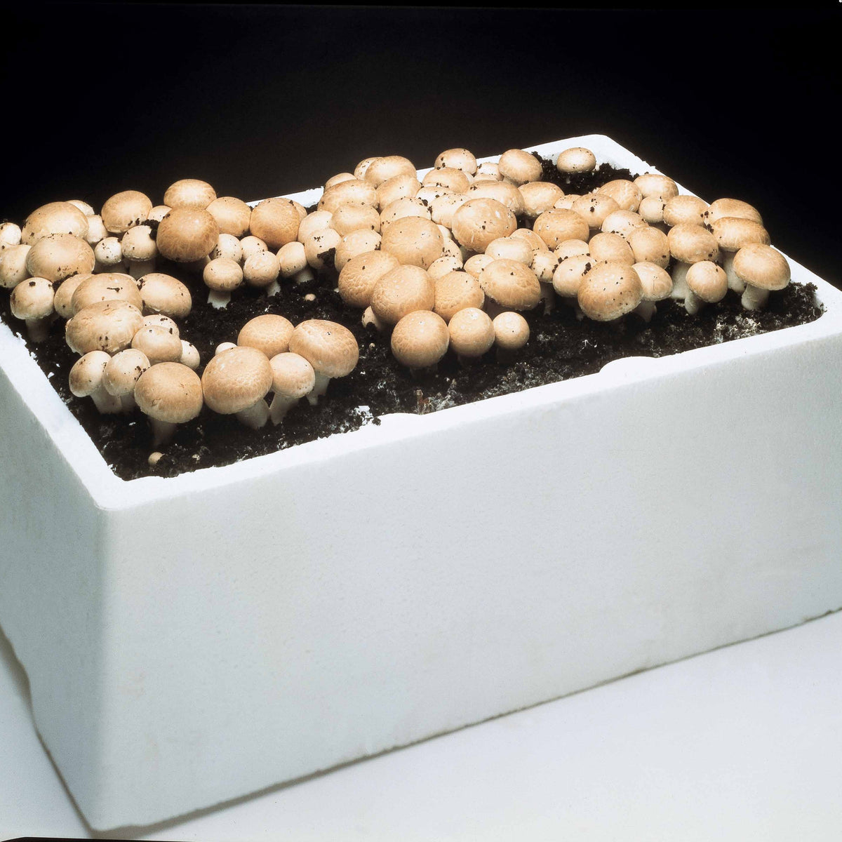 Kit culture champignons bruns minichamp