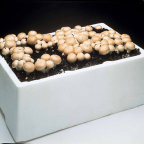 Kit champignon brun de Paris - Agaricus bisporus avellaneus - Willemse